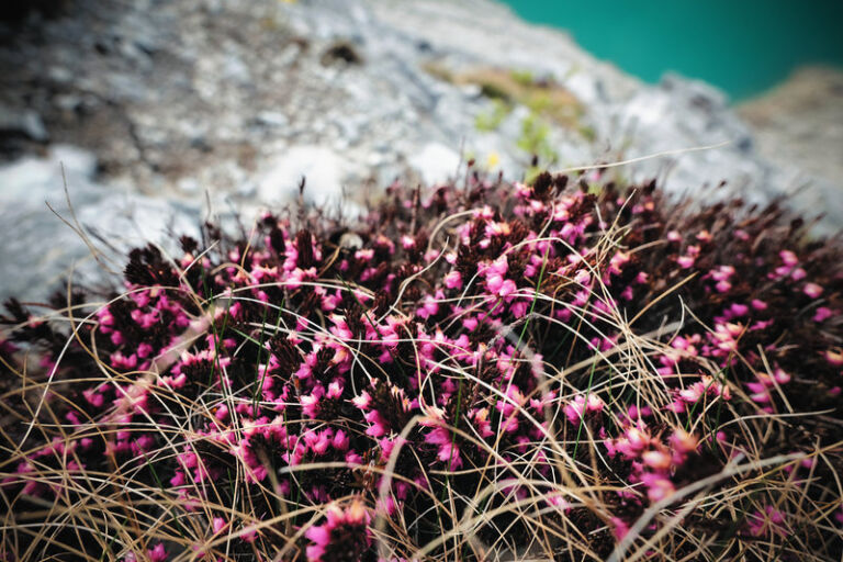 Erika im Frühsommer