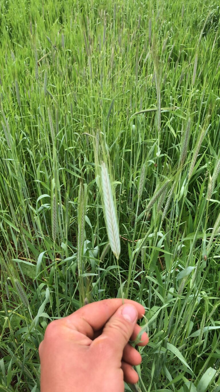 Bäckerei Künz Urdinkel chancenreich Vorarlberg